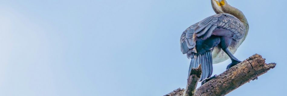 blue-bird-on-tree-branch