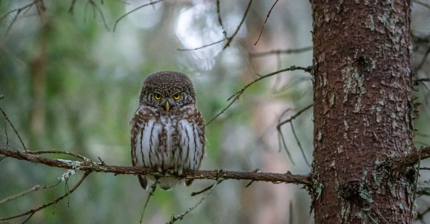 Wildlife Watching - Brown Owl Perched on Brown Tree Branch