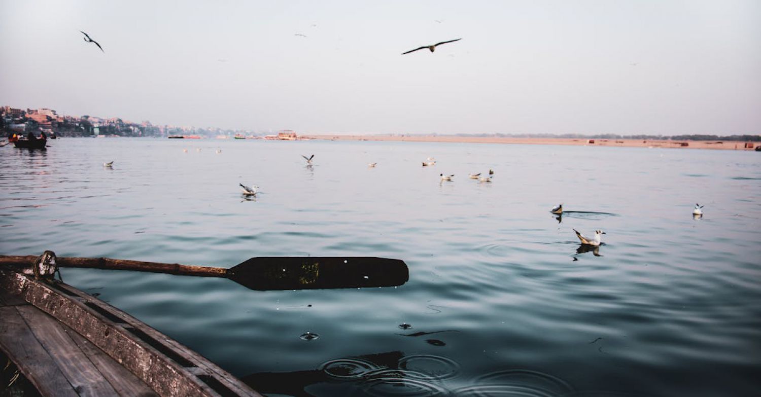 Coastal Wildlife - View through shabby wooden vessel with paddle on rippling water of sea with flying seagulls near coastal area against cloudless sky